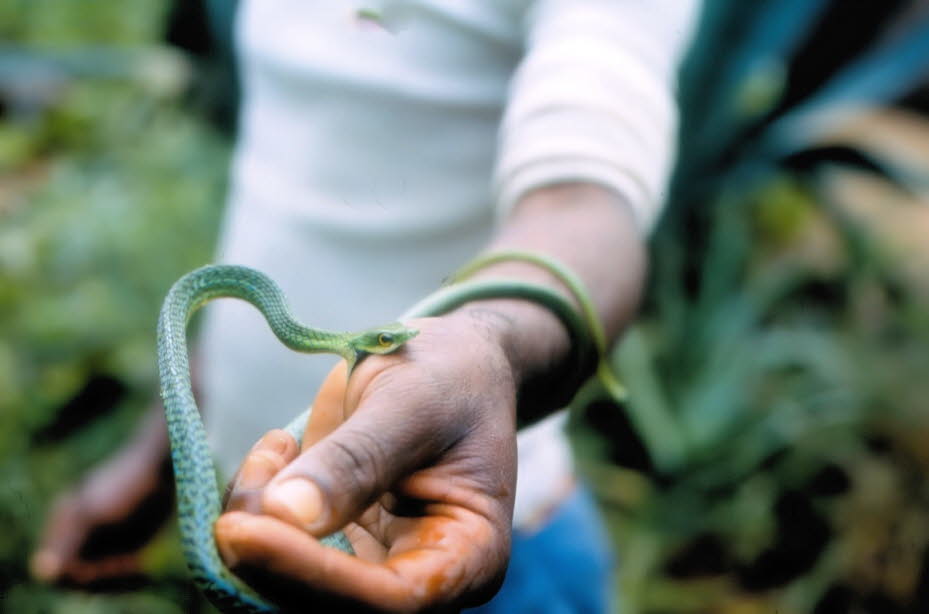 Gefleckte grüne Buschlange in Kenia: Während des ersten Lebensjahres wächst eine Schlange auf mehr als das doppelte ihrer Länge und kann sie im zweiten Jahr sogar verdreifachen; das Wachstum hört nie völlig auf. Schlangen können ein ziemlich hohes Alter e