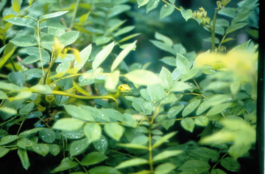 Gefleckte grüne Buschschlange in Kenia: Die Farbe ist hellgrün mit schwarzen Flecken. Die durchschnittliche Länge beträgt 60–90 cm. Biologie: Gefleckte Buschschlangen kommen meist in Bäumen in Busch- und Waldgebieten vor, wo sie Eidechsen und Baumfrösche 