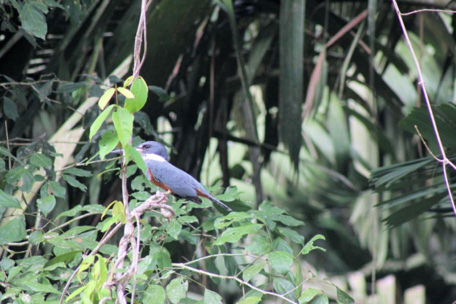 Kingfisher Costa Rica: Status und Erhaltung: Der Eisvogel wird als nahezu bedroht aufgrund des schnellen Verlusts seines Regenwaldlebensraums eingestuft.Eine Reihe von Arten gelten als von menschlichen Aktivitäten bedroht und vom Aussterben bedroht. Die m