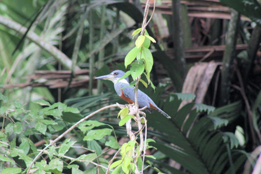 Kingfisher Costa Rica: Beziehung zum Menschen: Eisvögel sind in der Regel scheue Vögel. Für das Dusun-Volk von Borneo gilt der orientalische Zwerge-Eisvogel als schlechtes Omen, und Krieger, die einen auf dem Weg in die Schlacht sehen, sollten nach Hause 