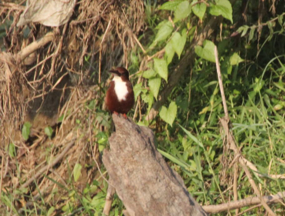 Kingfisher im Chitwan Nationalpark 