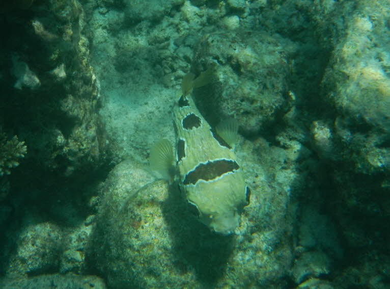 Kofferfisch Boxfish: Kofferfische haben ihren Namen von der rechteckigen (oder manchmal fünfseitigen) Schale aus knöchernem Panzer auf den vorderen zwei Dritteln ihres Körpers. Die Augen, der Mund und die Flossen ragen durch Löcher in der Hülle, aber anso