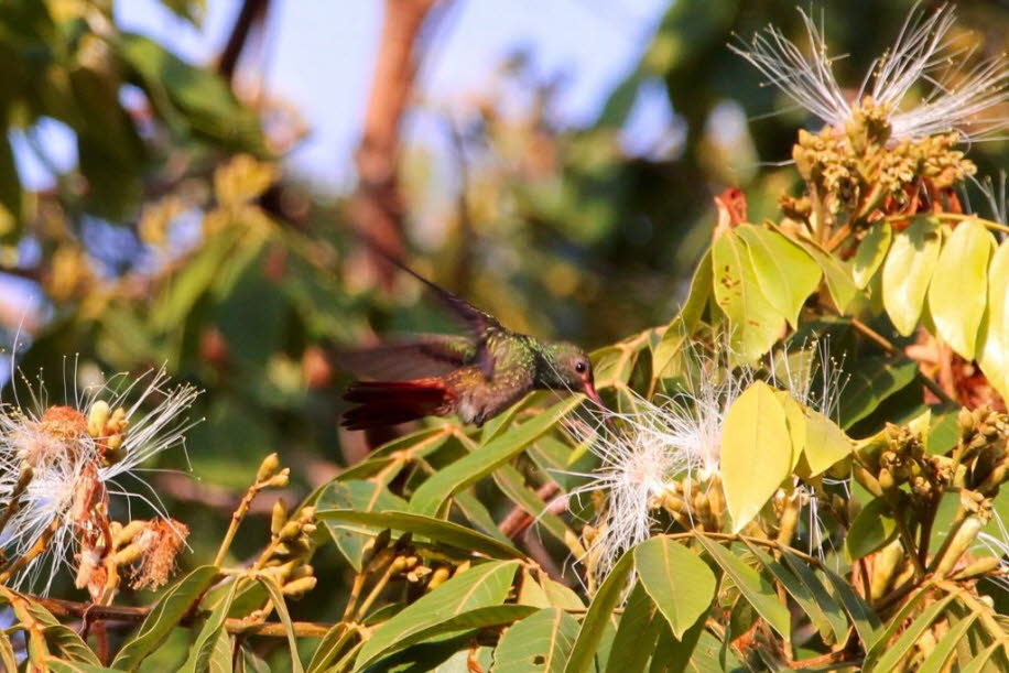 Kolibris führen ihren Schwirrflug mit einer sehr hohen Frequenz von 40 bis 50 Flügelschlügen pro Sekunde aus. Mit ihren beweglichen Flügeln können sie auf der Stelle fliegen, um zum Beispiel Nektar zu trinken. Sie können auch seitwärts und sogar rückwärts