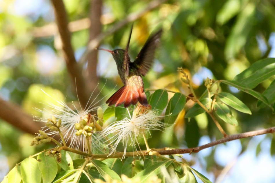 Bezogen auf ihre Körpergröße sind Kolibris die wohl schnellsten Wirbeltiere der Welt.