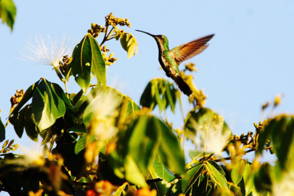 Kolibri  Belize: Verteilung und Ökologie: Er brütet von Panama im Süden bis zum Nordosten Boliviens, Südbrasilien und Nordargentinien. Es ist auch häufig auf Trinidad und Tobago. Es ist ein lokaler oder saisonaler Migrant, mit einigen Vögeln bewegen sich 