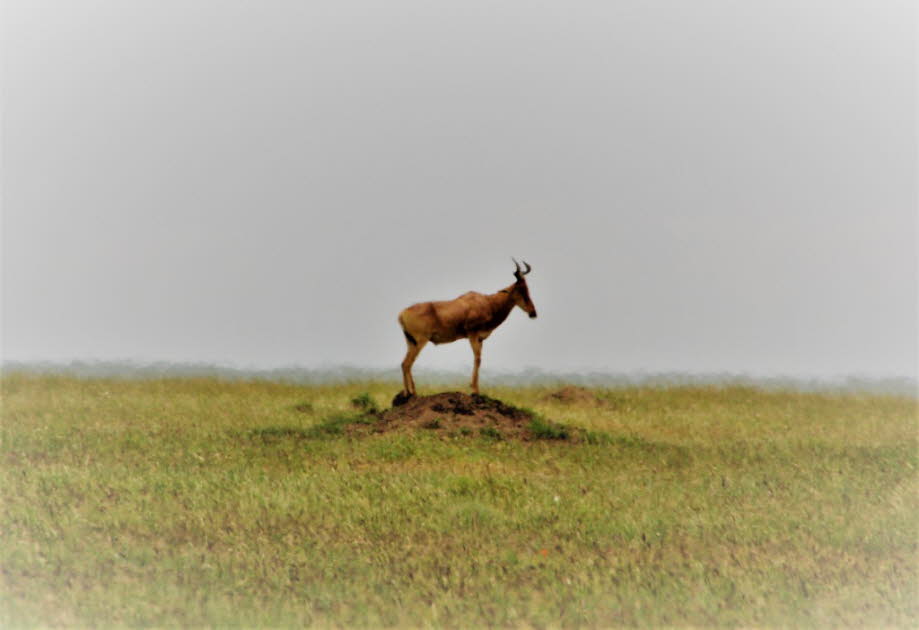Kudu männlich: Größere Kudus kommen im südlichen und östlichen Afrika vor. Die Bevölkerung ist im Süden am dichtesten. In Ostafrika ist die Bevölkerung zersplittert und es gibt viele isolierte Gruppen in den Bergen. Große Kudus kommen in einer Vielzahl vo