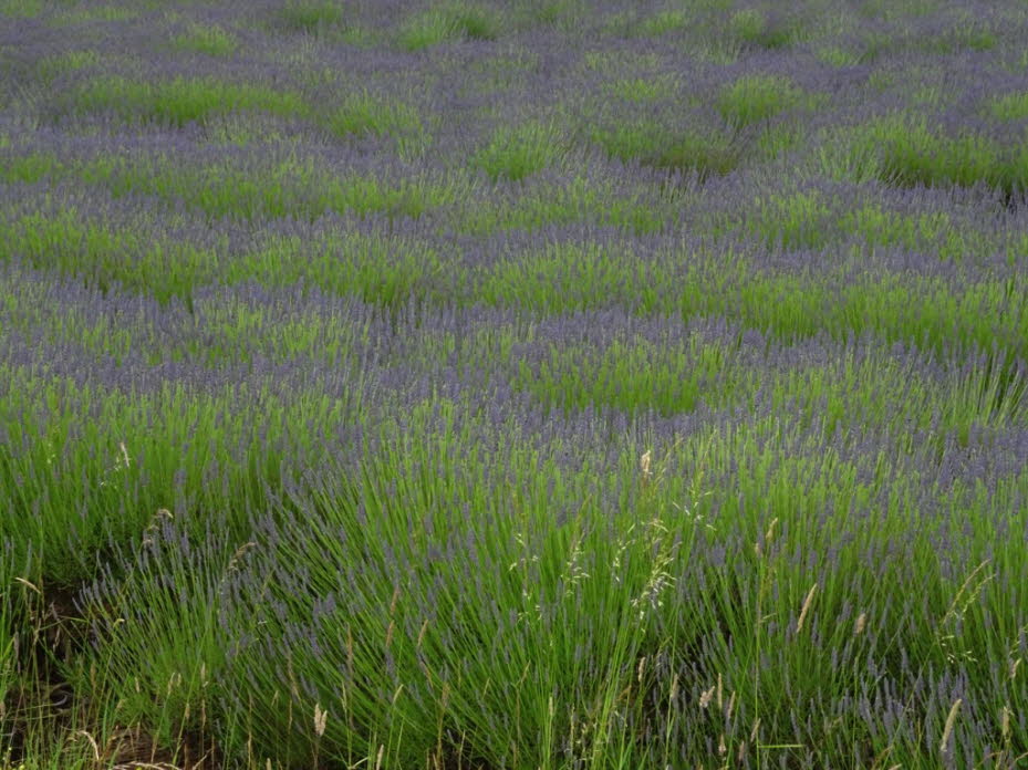 Lavendel-Felder