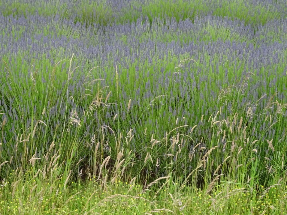 Lavendel-Felder 