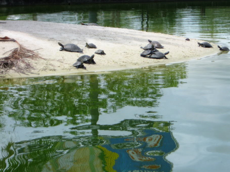 Schildkröten am Amazonas