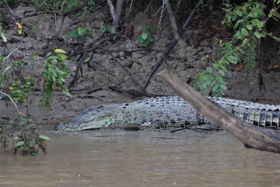 Leistenkrokodil am Kinabatangan River. Mit einer Körperlänge von über fünf Metern gilt das Leistenkrokodil als die weltweit größte Krokodilart.