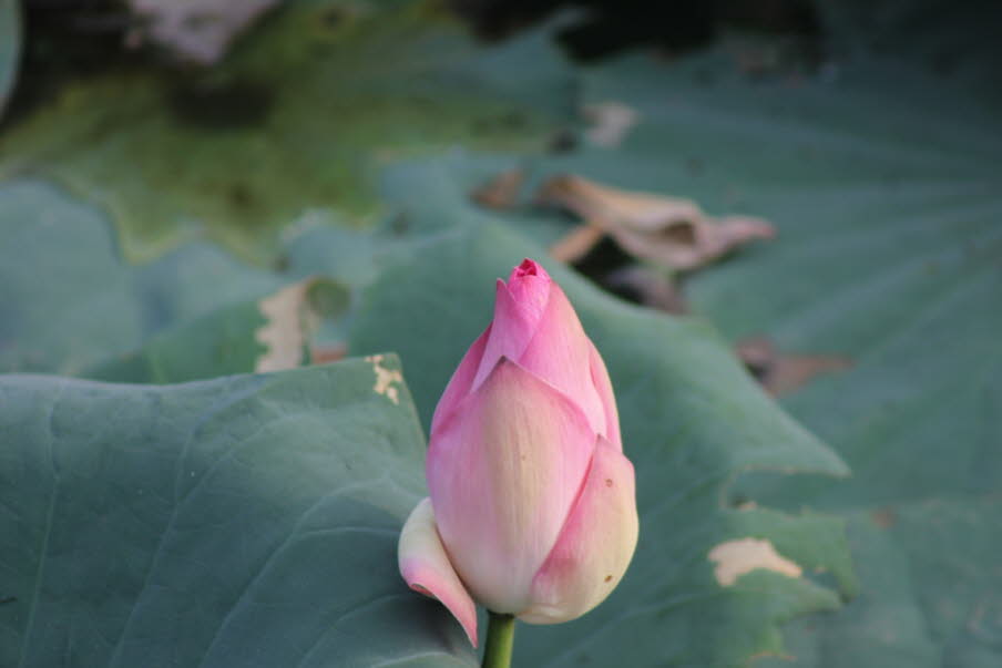 Lotusblüten im Kandawgyu Lake in Yangon: Die Lotusblume gehört zu den tiefsinnigsten Symbolen der Erde und steht für Vollkommenheit, Liebe und Erleuchtung. Unberührt versinnbildlicht der Lotus die Klarheit des Geistes und die Reinheit des Herzens. 