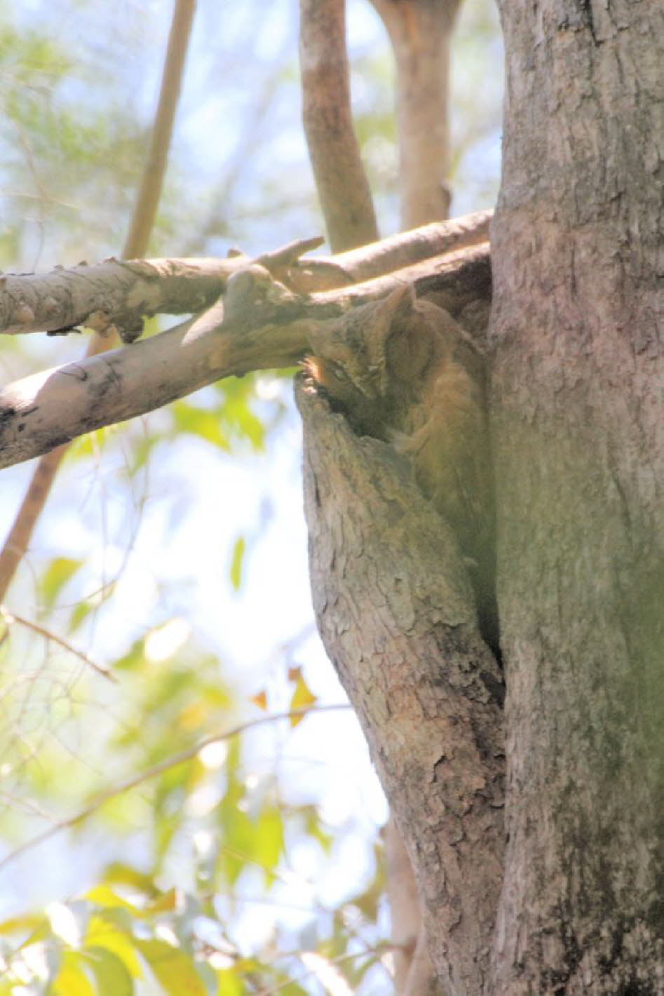 In der Regenzeit beginnt die Zwergohreule ihre Brutzeit. Wenn ein Paar sich gefunden und erfolgreich gepaart hat, sucht das Weibchen in einem hohlen Baum nach einer Bruthöhle. Zwischen November und Dezember zieht sie die plüschigen Jungtiere auf und legt 