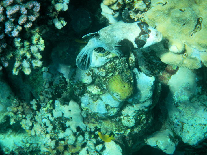 Maskenkugelfische sind normalerweise Einzelgnger