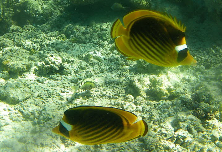Mondsichel-Falterfisch: Der Mondsichel-Falterfisch ist gelb-orange, aber auf der oberen Krperhlfte dunkler. Es hat einen schwarzen Fleck um die Augen, mit einem breiten weien Streifen dahinter. Zwei schwarze, gelb umrandete Streifen reichen vom weien 