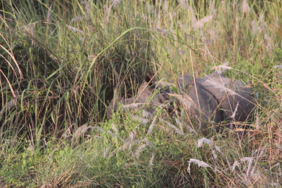 Nashörner im Chitwan Nationalpark in Nepal - Im Jahr 2015 lebten in Nepal 645 Nashörner im Parsa-Nationalpark, im Chitwan-Nationalpark, im Bardia-Nationalpark, im Shuklaphanta-Wildreservat und in den jeweiligen Pufferzonen in der Terai-Bogenlandschaft. Di