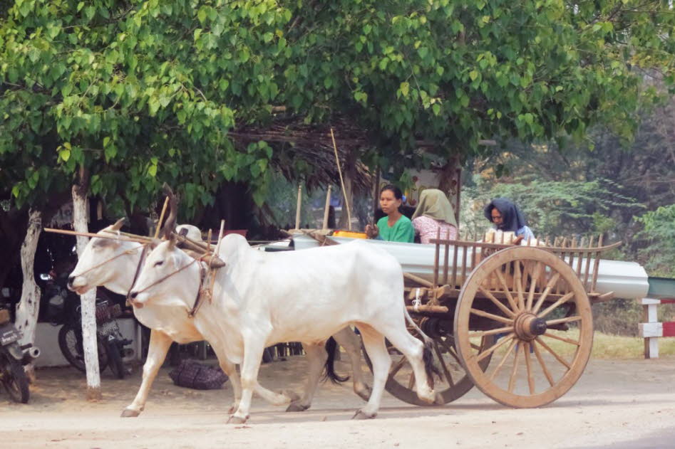 Ochsengespann bei Bagan