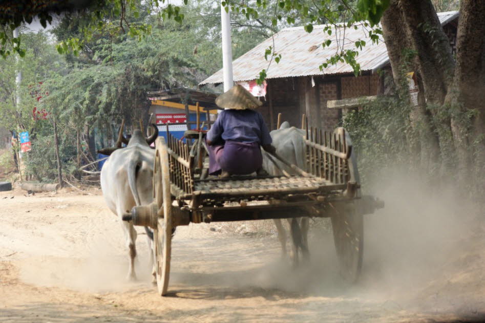 Ochsenkarren nach Bagan