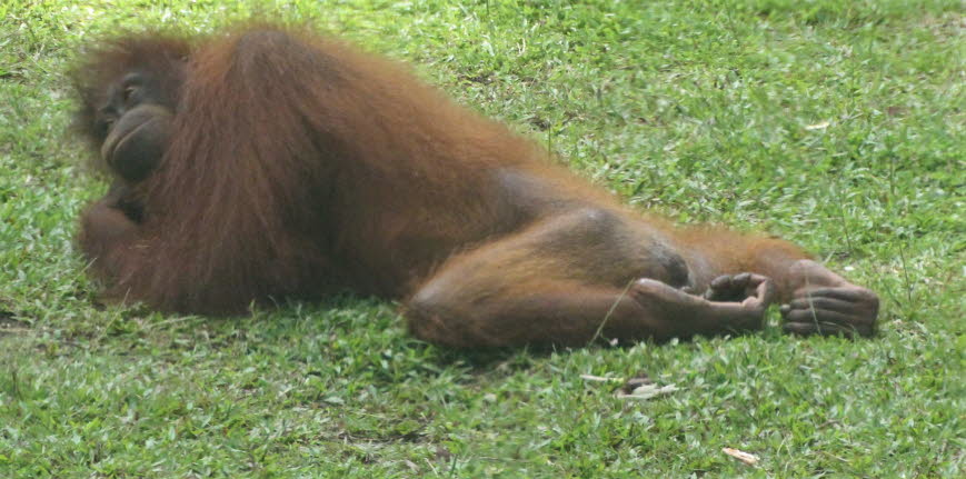 Der Bornean Orang-Utan hat drei Unterarten: Nordwestbornean Orang-Utan P. p. pygmaeus – Sarawak (Malaysia) & nördlicher Westen Kalimantan (Indonesien)   Zentralbornean Orang-Utan P. p. wurmbii – Südlicher Westen Kalimantan & Zentralkalimantan (Indonesien)