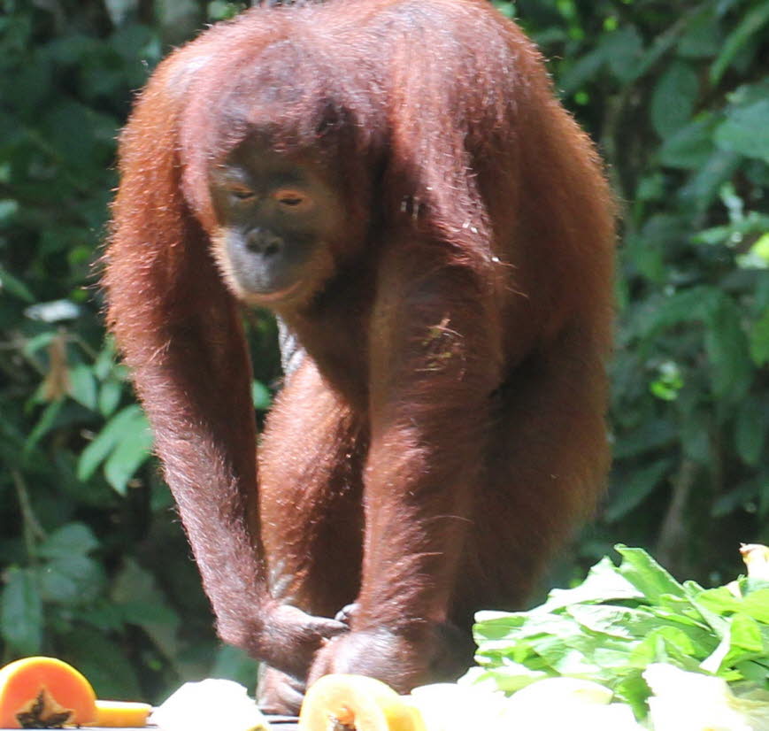 Der Bornean Orang-Utan hat eine markante Körperform mit sehr langen Armen, die bis zu 1,5 Meter lang werden kann. Er hat graue Haut, ein grobes, zotteliges, rötliches Fell.  Sein Fell bedeckt sein Gesicht nicht im Gegensatz zu den meisten Säugetieren, obw