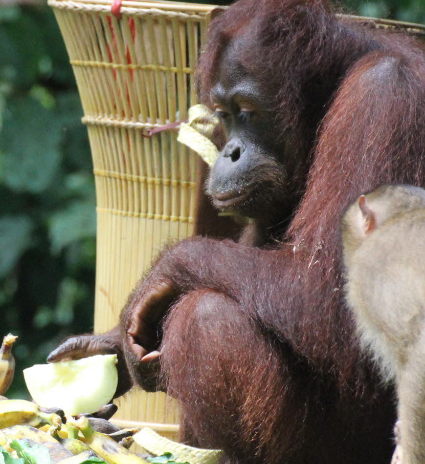 Ernährung: Die Bornean Orang-Utan-Nahrung  besteht aus über 400 Arten von Nahrung, darunter wilde Feigen, Durianer (Durio zibethinus und D. graveolens), Blätter, Samen, Vogeleier, Blumen, Honig, Insekten und, in geringerem Maße als der Sumatran Orang-Utan
