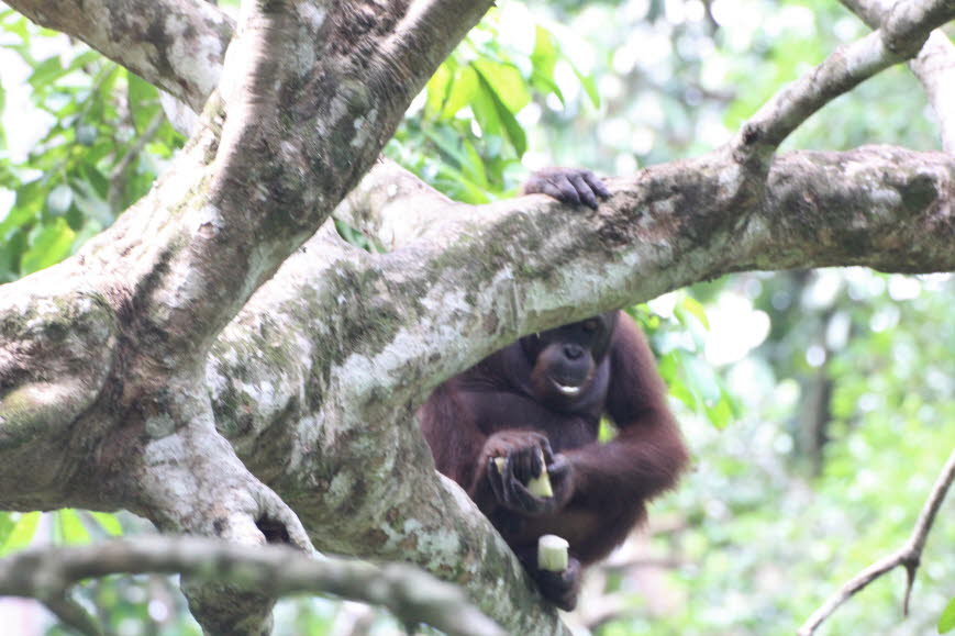 Obwohl er arboreal ist, bewegt sich der Bornean Orang-Utan mehr auf dem Boden als sein Sumatran-Pendant. Dies kann zum Teil daran liegen, dass keine großen terrestrischen Raubtiere einen Orang-Utan auf Borneo bedrohen könnten. In Sumatra sind Orang-Utans 