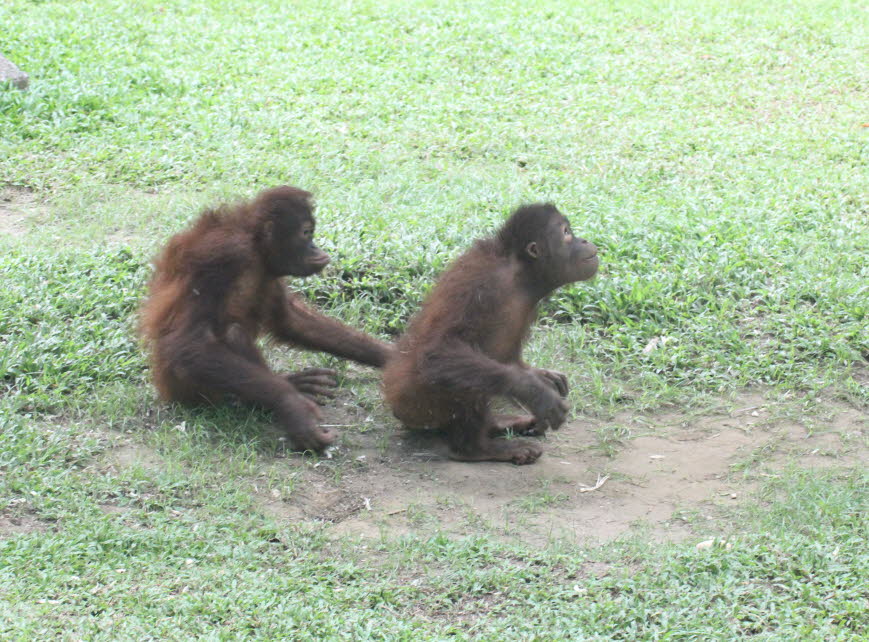 Der Bornean Orang-Utan zeigt Nestbauverhalten. Nester sind für den Einsatz in der Nacht oder während des Tages gebaut. Junge Orang-Utans lernen, indem sie das Nestbauverhalten ihrer Mutter beobachten. Diese Fertigkeit wird von jugendlichen Orang-Utans pra