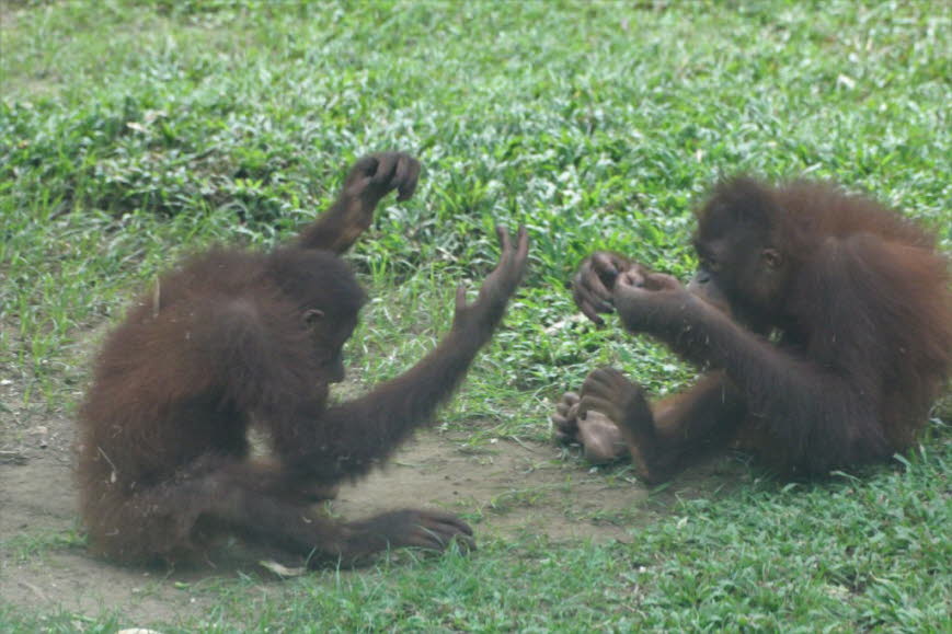 Der Bornean Orang-Utan ist häufiger als der Sumatran, mit etwa 54.500 Individuen in freier Wildbahn, während etwa 15.000 Sumatran-Orang-Utans in freier Wildbahn zurückgelassen werden. Orang-Utans werden durch die Zerstörung von Lebensräumen und den Buschf