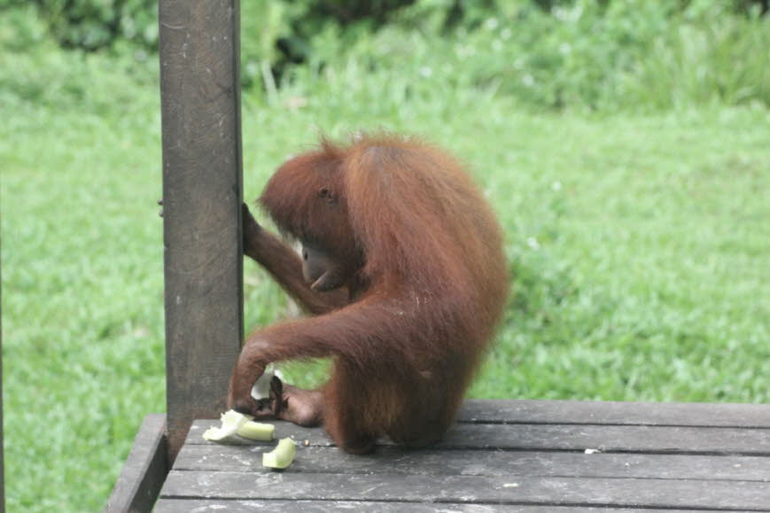 Eine siebenjährige Längsschnittstudie, die 2011 veröffentlicht wurde, untersuchte, ob die Lebensdauer von im Zoo untergebrachten Orang-Utans mit einer subjektiven Beurteilung des Wohlbefindens zusammenhängt, mit der Absicht, solche Maßnahmen anzuwenden, u
