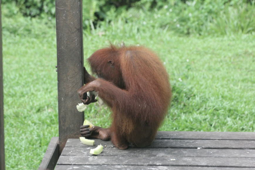 Ende 2014 gelang es den Tierärzten von Nyaru Menteng nicht, das Leben einer Orang-Utan-Frau zu retten. Es wurde eine Operation durchgeführt, bei der 40 Luftgewehr-Pellets aus ihrem Körper entfernt wurden. Der Orang-Utan wurde auf einer Palmölplantage im i