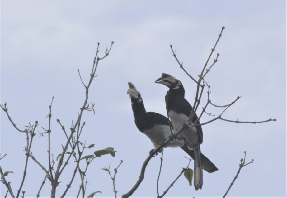 Orienthornvogel - Der Orienthornvogel ist ein großer Vogel (ca. 70 cm) mit schwarz-weißem Gefieder. Das Markenzeichen des Nashornvogels ist sein großer, langer Schnabel. Der Schnabel ist jedoch nicht so schwer, wie es scheint. Es besteht nicht aus festem 