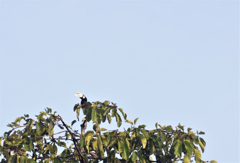 Orienthornvogel Der Orienthornvogel ist ein großer Vogel (ca. 70 cm) mit schwarz-weißem Gefieder. Das Markenzeichen des Nashornvogels ist sein großer, langer Schnabel. Der Schnabel ist jedoch nicht so schwer, wie es scheint. Es besteht nicht aus festem Kn