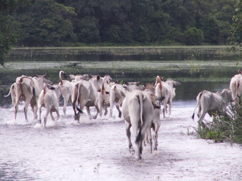 Im Pantanal ist die Rinderzucht ein ambulantes Gewerbe. Die Herden, oft Tausende Tiere groß, müssen von einem Weidegrund zum anderen getrieben, aufgeteilt, überwacht, neu zusammengestellt und tiermedizinisch betreut werden.