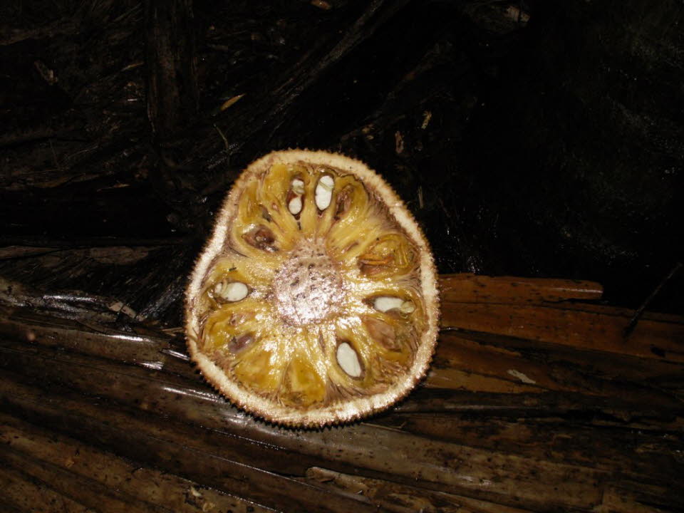 Die Nuss des Coco de mer ist sehr groß (der größte Samen im Pflanzenreich) und ist seltsam geformt, da sie die Form und Größe des Gesäßes einer Frau auf der einen Seite und des Bauches und der Oberschenkel einer Frau auf der anderen Seite ist. Es überrasc