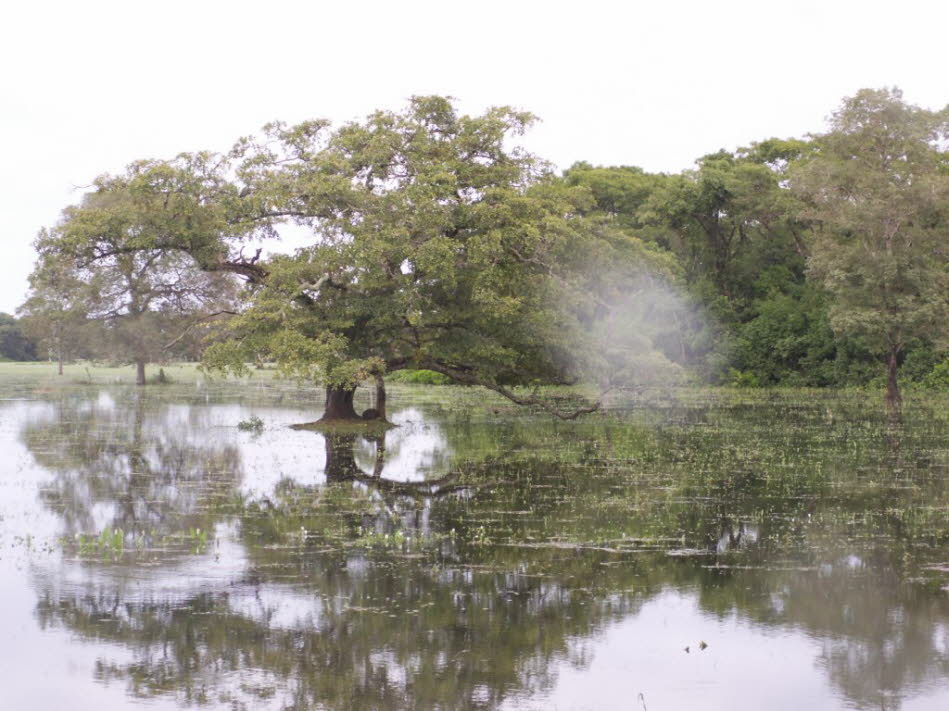 Im Jahr 2018 haben drei Länder mit der Unterzeichnung eines wegweisenden trilateralen Abkommens, der sogenannten Pantanal-Erklärung, offiziell ihr gemeinsames Engagement für die Erhaltung dieser Ressourcen signalisiert. Darin verpflichten sich die Länder,