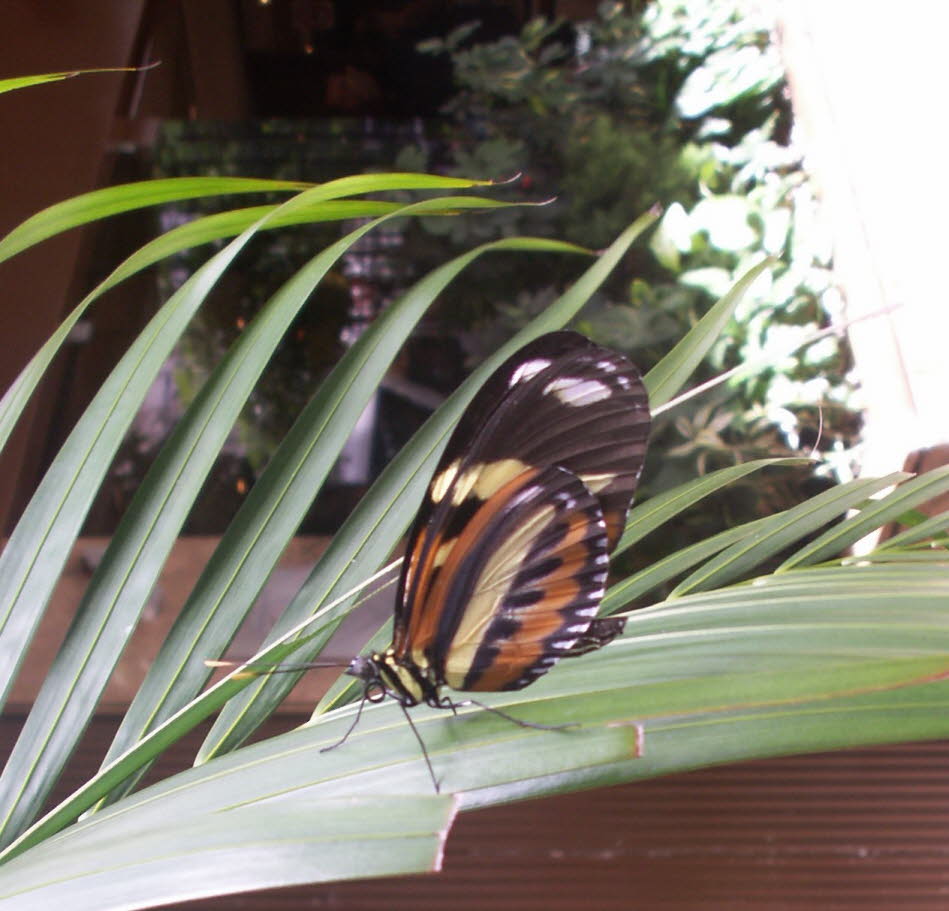 Tropischer Schmetterling  Melinaea ethra, Regenwald: Schmetterlinge der Gattung Melinaea haben auffällige Warnfarben und gelten in vielen Fällen der Nachahmung in den Neotropen als die wichtigsten unangenehmen Modelle. Die Variabilität der Farbmuster hat 