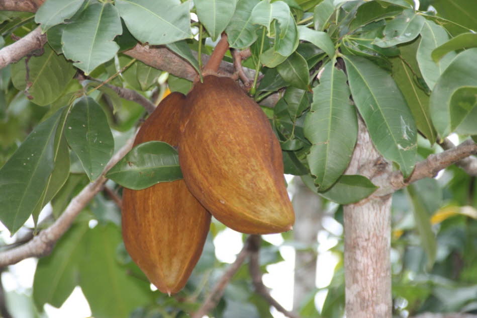 Theobroma grandiflorum, allgemein bekannt als cupua'u, auch genannt cupuassu, ist ein tropischer Regenwaldbaum, der mit Kakao verwandt ist. Sie ist im gesamten Amazonasbecken verbreitet und wird natürlicherweise in den Dschungeln Kolumbiens, Boliviens und