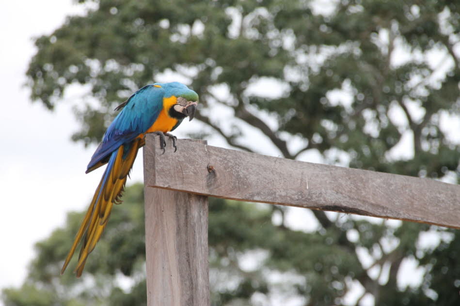 Blauer  und gelber  Papagei (Ara ararauna) Der Gelbbrustara ist von 80 bis 90 cm groß, wobei ein erheblicher Teil auf seine Schwanzfedern entfällt. Sein Gefieder ist an der Oberseite blau, an der Brust und am Bauch goldgelb gefärbt. Diese Farbe verläuft ü