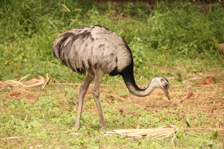 Pantanal - Emu: Der Große Emu ist eine flugunfähige Vogelart aus der Gruppe der Laufvögel und die einzige überlebende Art der Familie der Emus.