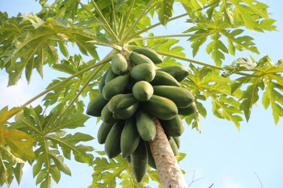 Pantanal Papayabaum: Papaya (Carica papaya), auch Melonenbaum oder Papayabaum genannt, ist die einzige Art der Pflanzengattung Carica innerhalb der Familie der Melonenbaumgewächse (Caricaceae). Die Wildform kommt vom südlichen Mexiko bis Costa Rica vor. D