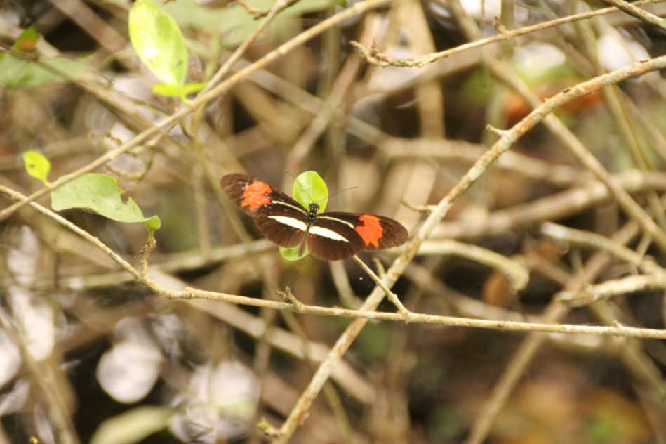 Adelpha erotia ist ein Schmetterling (Tagfalter) aus der Familie der Edelfalter (Nymphalidae). Er wurde 1847 von William Chapman Hewitson beschrieben. 