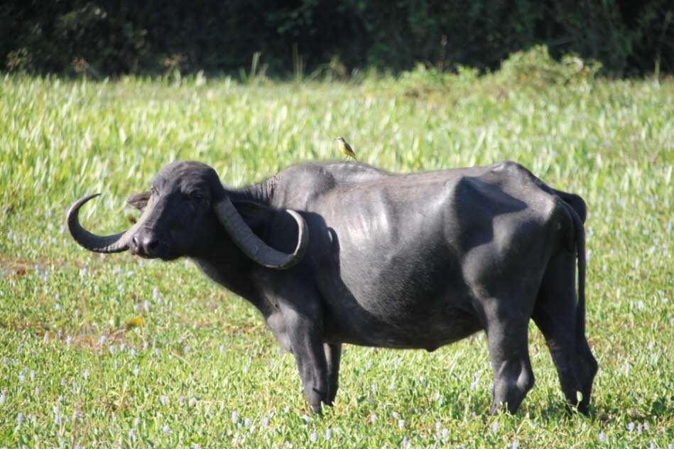 Pantanal Büffel: Experten betonen in diesem Zusammenhang, dass ein Schutz der Tiere mit einfachen Maßnahmen möglich ist. Sie empfehlen, die Rinderherden mit einem Büffel zu bestücken, da dieser sich dem Jaguar entgegenstellt und vertreibt, sollte er sich 