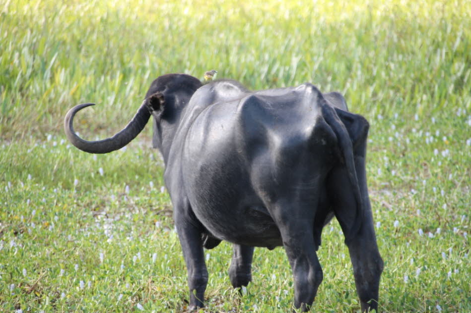 Pantanal Büffel