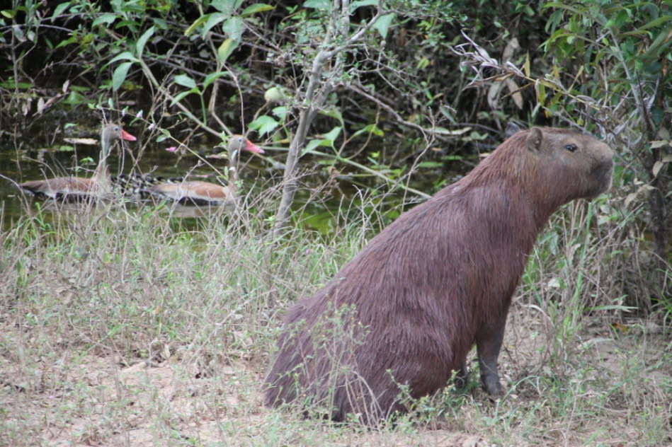 Pantanal Wasserschwein: Das Wasserschwein (Hydrochoerus hydrochaeris) gilt als das größte Nagetier der Welt. Es stammt aus Brasilien und ist in Südamerika weit verbreitet  und bevorzugt warme Umgebungen mit Gewässer, Weideflächen und Waldfragmente, die so