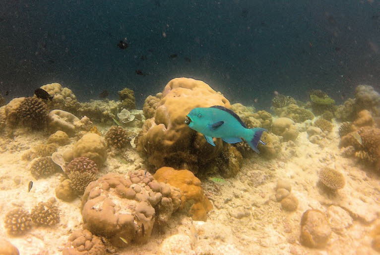 Papageienfisch:  Ohne Papageienfische würden Korallen an vielen Riffen auf der ganzen Welt schnell von Algen erstickt werden – was in der Karibik und im Pazifik passiert. Im Südpazifik ist dies hauptsächlich auf die Überfischung von Büffelkopf-Papageienfi