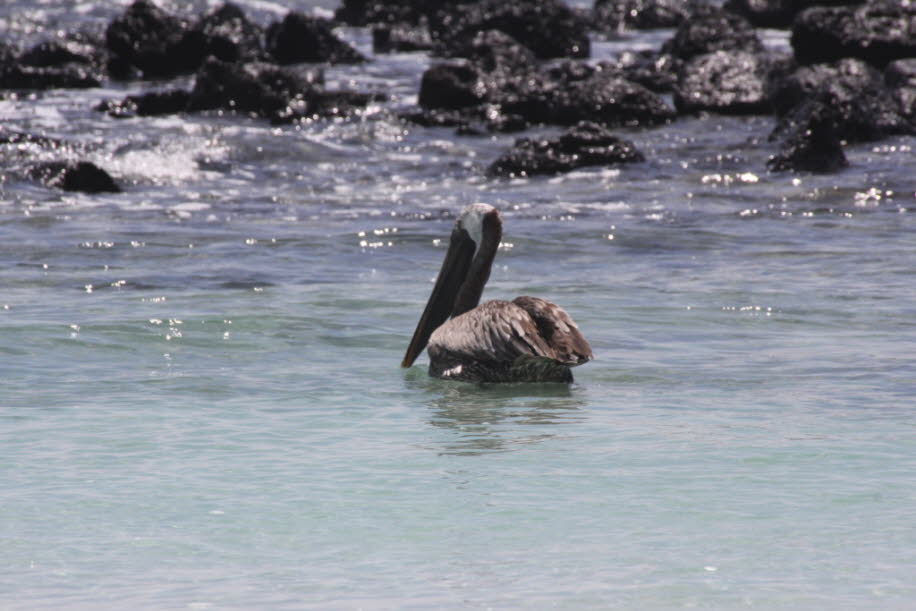 Pelikan auf der Insel Santa Cruz / Galapagos - In den kleinen Buchten „Las Ninfas“ und „Pelican Bay“ kann man Pelikane beim Fischen beobachten.