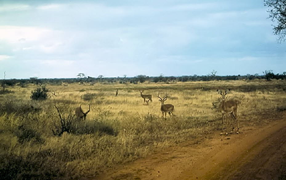 Antilopen: Die Vielfalt an Antilopen und Gazellen in Kenya und Tansanaia ist beeindruckend und reicht vom seltenen Bongo, über die riesigen Elenantilopen oder Großen Kudus bis hin zum kleinen flinken Dik Dik.
