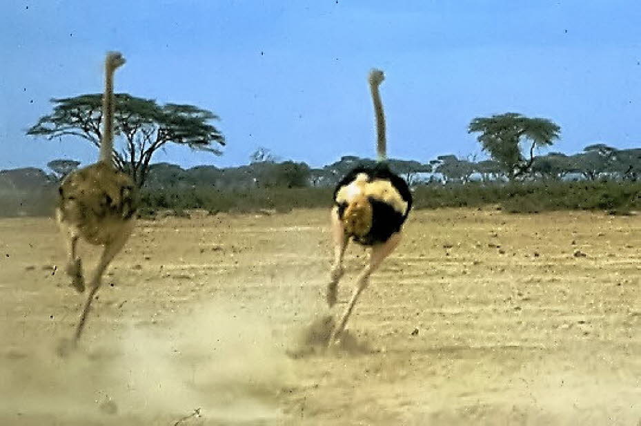Strauß: Der Afrikanische Strauß (Struthio camelus), der zu den Laufvögeln gehört, ist nach dem eng verwandten Somalistrauß der größte lebende Vogel der Erde. Während er heute nur noch in Afrika südlich der Sahara heimisch ist, war er in früheren Zeiten au