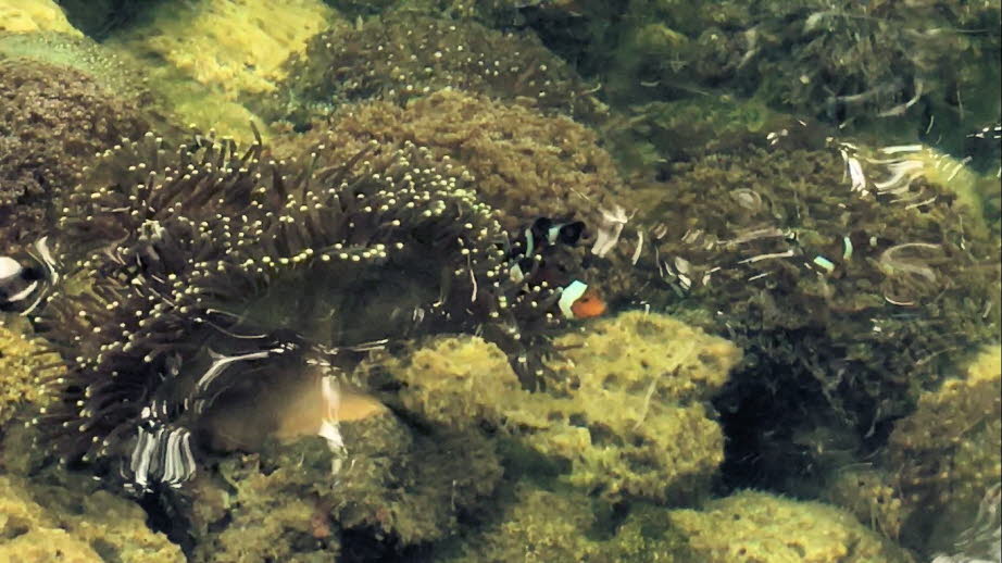 Der Ocellaris-Clownfisch (Amphiprion ocellaris) ist ein Meeresfisch aus der Familie der Pomacentridae (Pomacentridae). Amphiprion ocellaris sind in verschiedenen Farben zu finden, je nachdem, wo sie sich befinden. Orange oder rotbraune Amphiprion ocellari