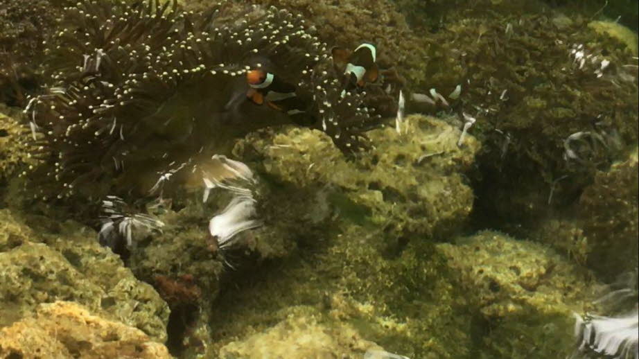 Verhalten: A. ocellaris ist ein Tagfisch. Das Männchen kann sein Geschlecht während seines Lebens auf weiblich ändern und lebt in einem Harem, in dem eine etablierte Dominanzhierarchie die Gruppe verwaltet und Individuen auf einem bestimmten sozialen Rang