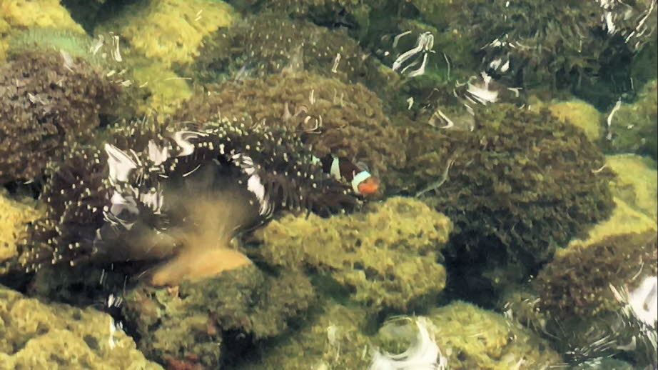 Schutz: A. ocellaris sind auf die Seeanemone zum Schutz angewiesen (sie haben eine symbiotische Beziehung mit der Seeanemone). Seeanemone sind Schutz für die Fische und ihre Nester. Denn wenn A. ocellaris sich in den offenen Gewässern befinden, sind sie e